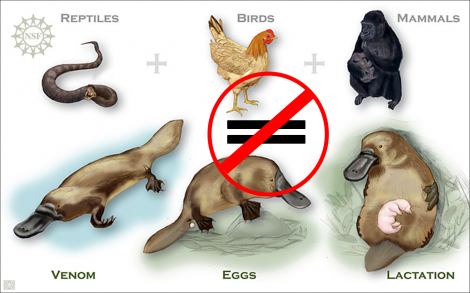  Fakta  Baru Platypus Hewan  Setengah Ular Bebek dan 