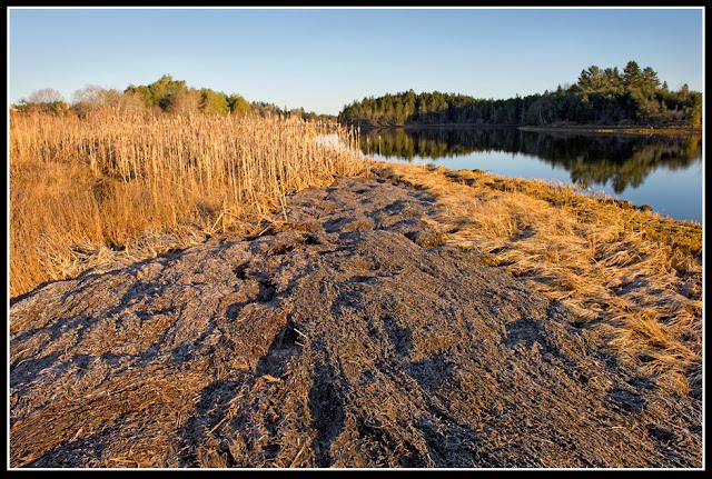 Nova Scotia; Grass; Seaweed