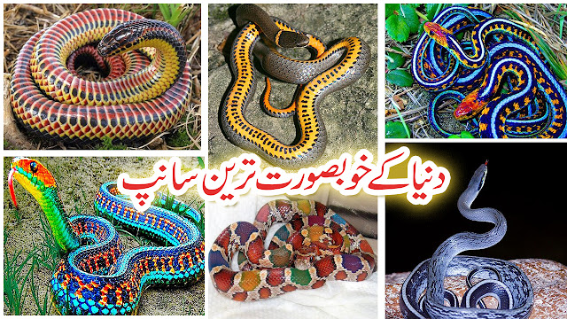 55 Most Beautiful Snakes in The World Extremely Colourful