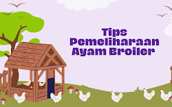 5 Tips Pemeliharaan Ayam Broiler Kandang Close House Terbaik!