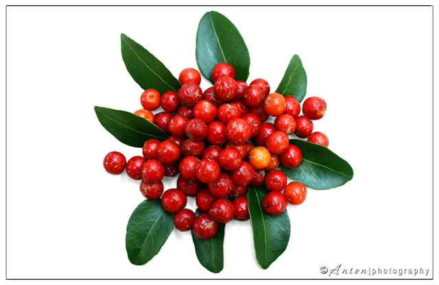 Hedge Boxwood fruit