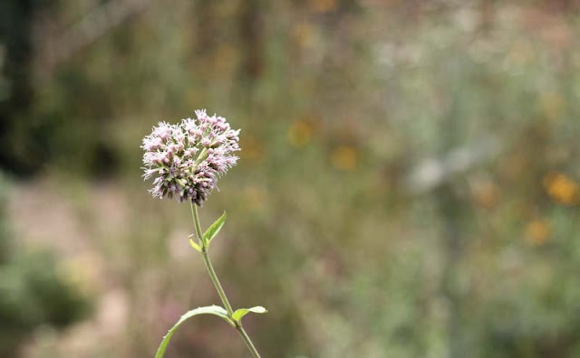 Joe-Pye Weed Flowers