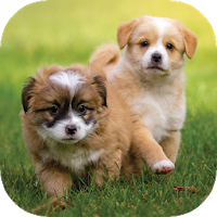 Puppy Wallpapers HD Apk Download for Android