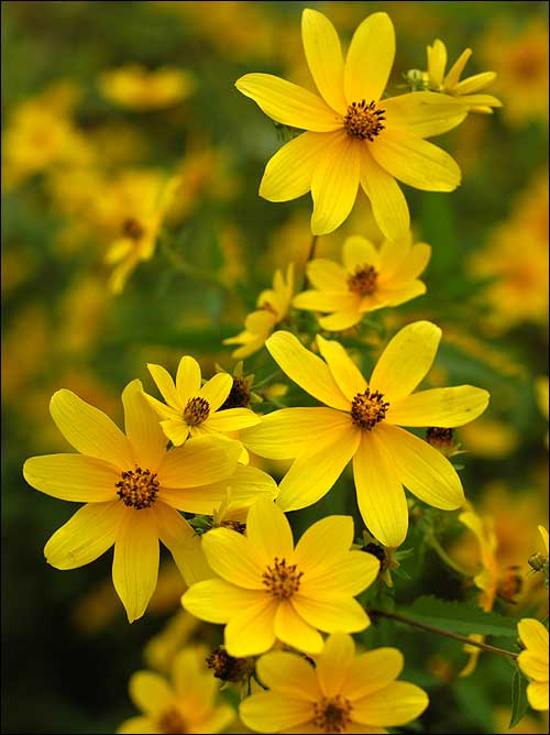 types of flowers and their names Yellow Flowers | 500 x 668