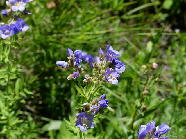 182: blue flowers