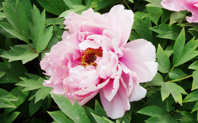 1. Bunga Peony