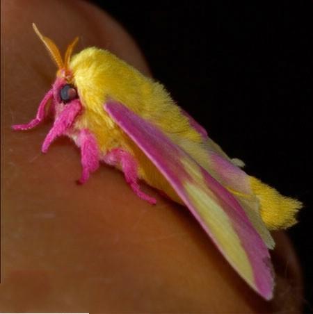 صور حشرة روزي القيقب ملكة جمال الحشرات بكل فخر 
