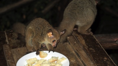 Bushbabies