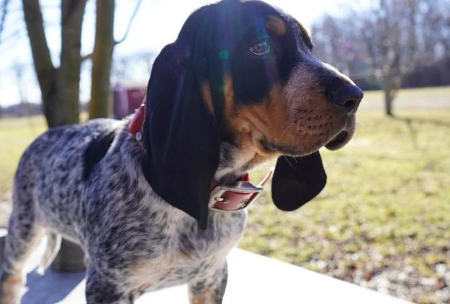 Skinny Dog Breeds Bluetick Coonhound