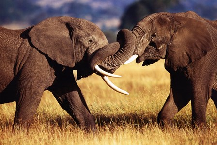 ELEPHANT FIGHT