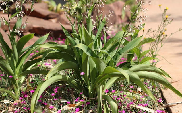 Arthropodium Cirratum Flowers Pictures