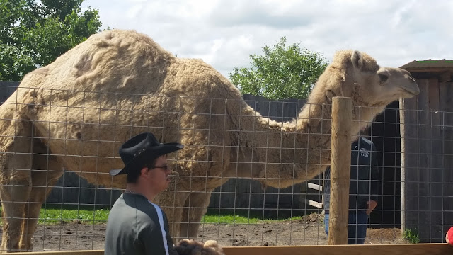 My Daughter's Field Trip:  Animal Adventure --Harpursville, NY --How Did I Get Here? My Amazing Genealogy Journey