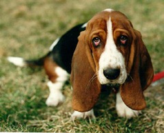 Basset-Hound-