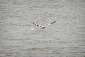 American White Pelican in New York Harbor.