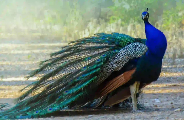 Essay On Peacock For Class 3 Students