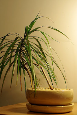 dracena