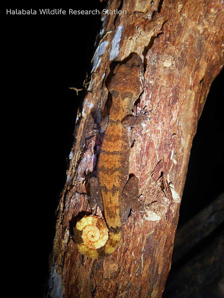 Cyrtodactylus elok, Malaysia Bent-toed Gecko, ตุ๊กกายหางม้วนบาลา