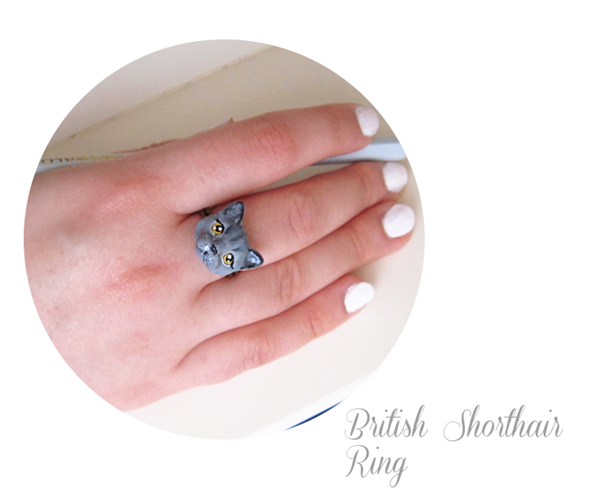 british shorthair blog