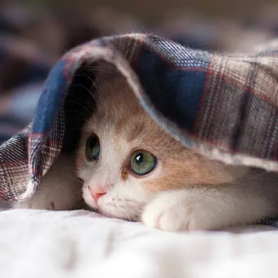 how to help a shy cat adjust?