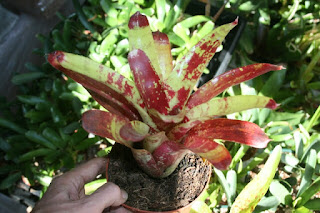 neoregelia gazpacho