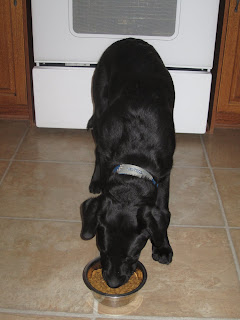 Romero has now been given the OK command and stepped forward to eat his breakfast. His head is down in the bowl as he grabs a big mouthful of kibble.