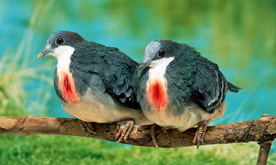 aves-del-paraiso-birds-of-the-paradise