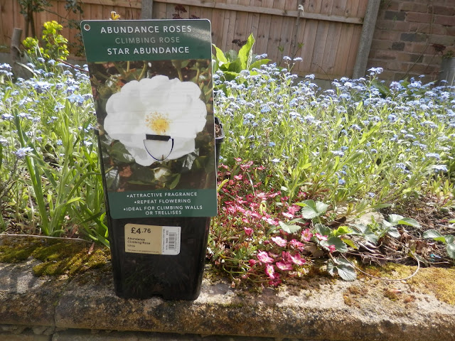 Diary of a Permaculture(ish) garden, April and May 2018. By UK garden blogger secondhandsusie.blogspot.com #ukgarden #suburbangarden #suburbanpermaculture #permaculturegarden #organicgarden #gardenblogger