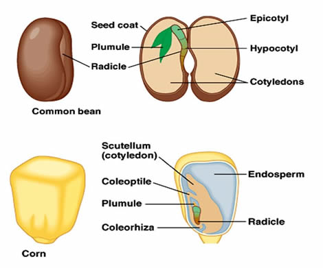 Seed structure