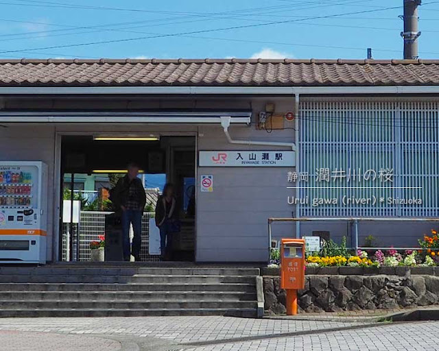 ずっと行きたかった！潤井川（富士宮）の桜