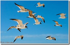 aves4