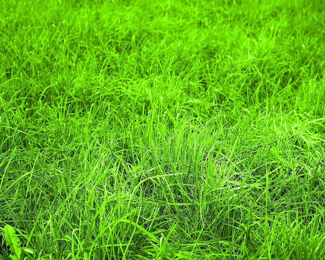 wallpaper nature green. wallpaper nature green.