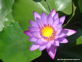 Lotus flower