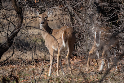 White-tailed Deer, Bob Jones Nature Center