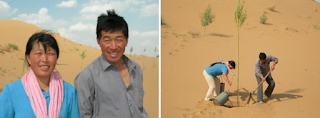 왼쪽: 인위쩐과 바이완샹 부부, 오른쪽:메마른 사막에 나무를 심기 위해 양동이로 물을 붇는 장면