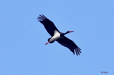 Black Stork   Ciconia nigra