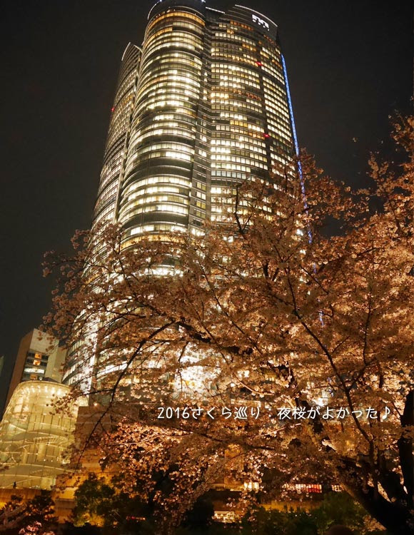 六本木ヒルズ 毛利庭園の夜桜