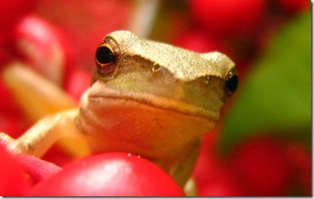 Color Changing Frog