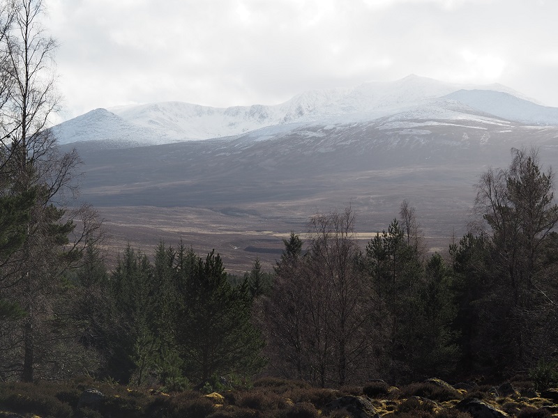 Snowy Lochnagar - view from the Balmoral cairns walk