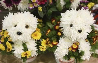 two cute dogs made from chrysanthemums and surrounded by daisies