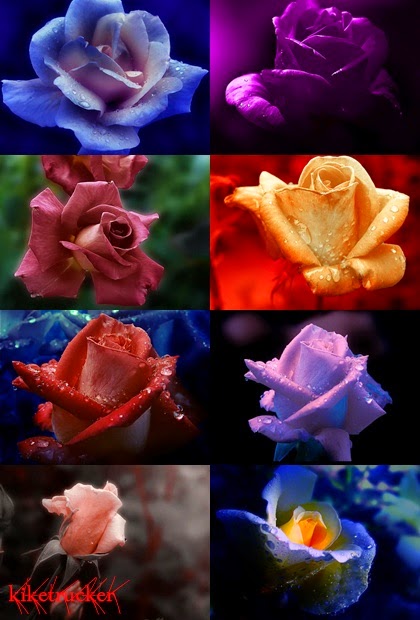 Fondos elegantes rosas HD 