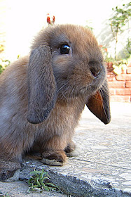 cute little bunny