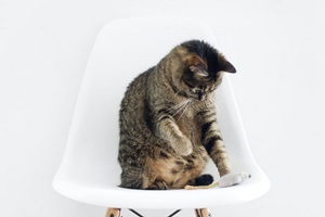 How Cats Reproduce