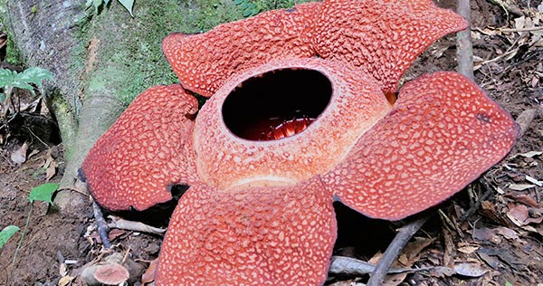 Perbedaan Bunga Rafflesia dan Bunga Bangkai - .Bernavita ...