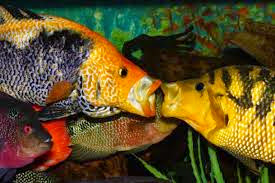 ikan cichlid paling agresif