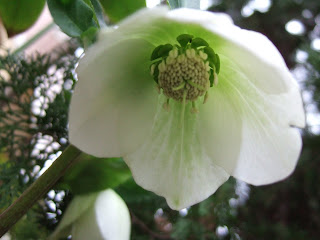 薔薇色の研究室 07 02 18