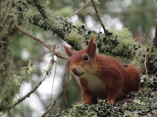 Red Squirrel