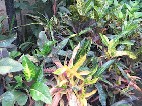 Puring (Codiaeum variegatum)