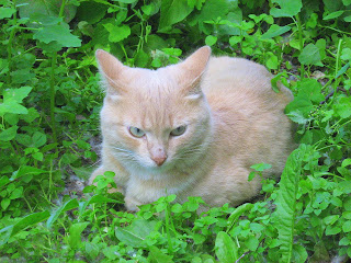 Resting Peach Kitty