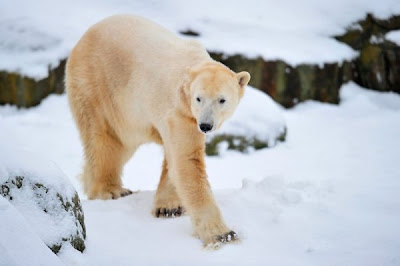 Extremely Dangerous Animals pictures POLAR BEAR
