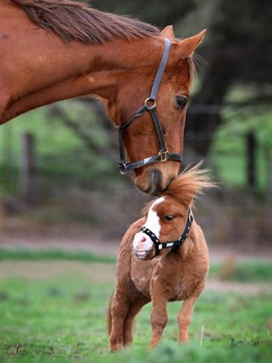 List-smallest-animals-in-the-World_www.wonders-world.com_2